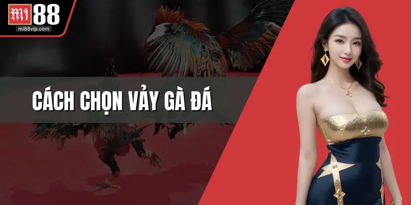 cách chọn vảy gà đá
