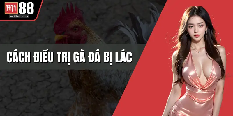 cách điều trị gà đá bị lác
