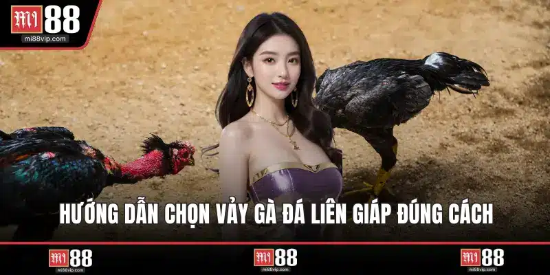 Hướng dẫn chọn vảy gà đá liên giáp đúng cách