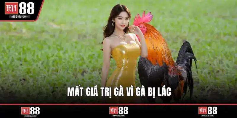 Mất giá trị gà vì gà bị lác